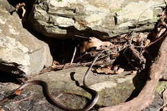 Dendrelaphis calligaster