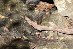 Dendrelaphis calligaster