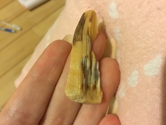 Austromegabalanus nigrescens