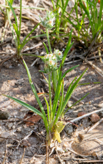 Plantago hookeriana