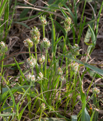 Plantago hookeriana