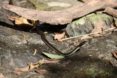 Dendrelaphis calligaster