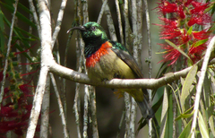 Cinnyris usambaricus