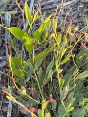 Euphorbia exserta