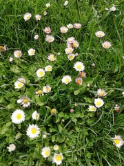 Bellis perennis