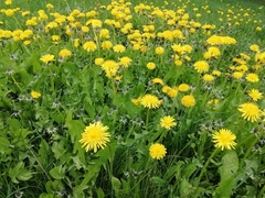 Taraxacum