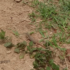 Guinea Fringe-Fingered Lizard photo 2