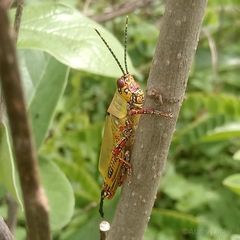 Zonocerus variegatus