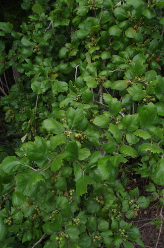 Image of Crataegus viburnifolia by (c) Eric Knight, some rights reserved (CC BY)