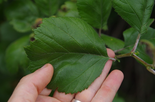 Image of Crataegus viburnifolia by (c) Eric Knight, some rights reserved (CC BY)