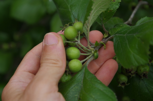 Image of Crataegus viburnifolia by (c) Eric Knight, some rights reserved (CC BY)