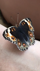 Junonia orithya
