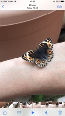 Junonia orithya