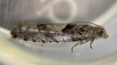 Pseudexentera vaccinii