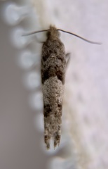 Pseudexentera vaccinii