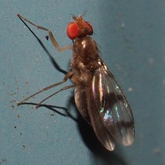 Chymomyza amoena