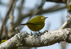 Zosterops anderssoni stierlingi