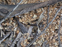 Odontomachus ruficeps