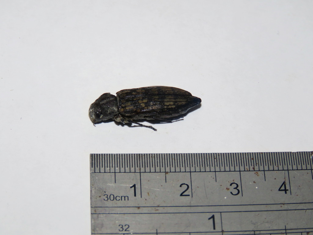 Burnsiellus