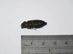 Burnsiellus marmorata