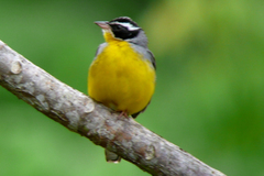 Emberiza cabanisi