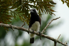 Stactolaema leucotis