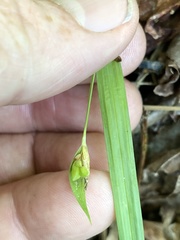 Carex digitalis digitalis