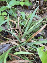 Carex digitalis digitalis
