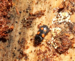 Ipidia binotata