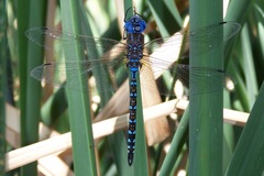 Rhionaeschna multicolor