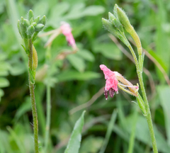 Oenothera sinuosa