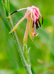 Oenothera sinuosa
