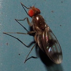 Chymomyza amoena