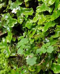 Cardamine caldeirarum