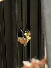 Bombus melanopygus
