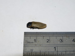Temognatha