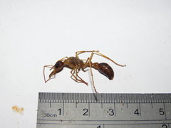 Myrmecia desertorum