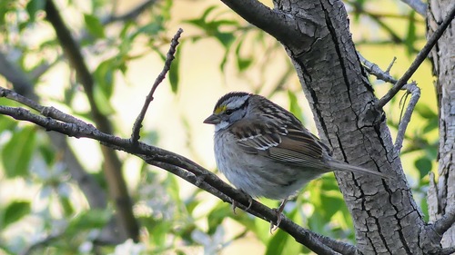 White-throated Sparrow photographed in South Dakota