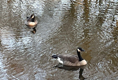 Branta canadensis