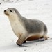 Australian Sea Lion - Photo (c) Katya, some rights reserved (CC BY), uploaded by Katya