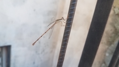 Lestes ochraceus