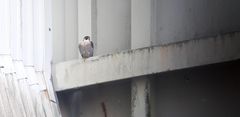Falco peregrinus