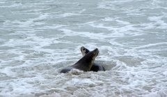 Neophoca cinerea