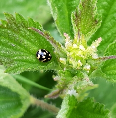 Propylea quatuordecimpunctata
