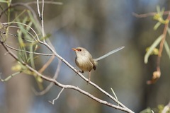 Malurus assimilis assimilis