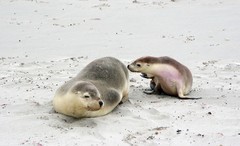 Neophoca cinerea