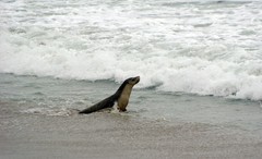 Neophoca cinerea