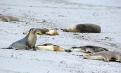 Neophoca cinerea