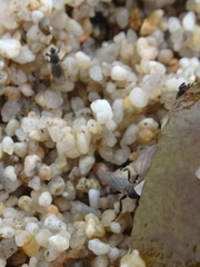 Coelopidae