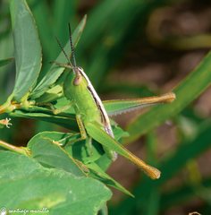 Staurorhectus longicornis
